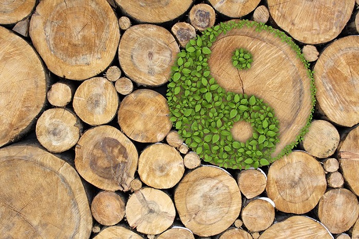 Traditional Chinese Medicine Principles