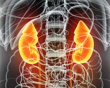 TCM: Understanding The Role Of The Kidney