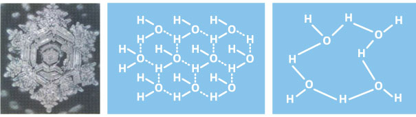 cordyceps DNA