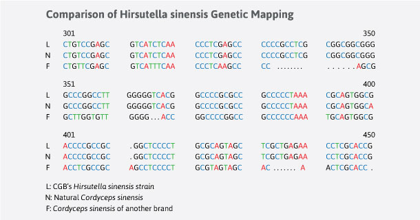 Hirsutella sinensis genetic mapping