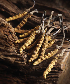 pure cordyceps