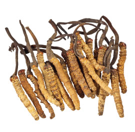 wild cordyceps